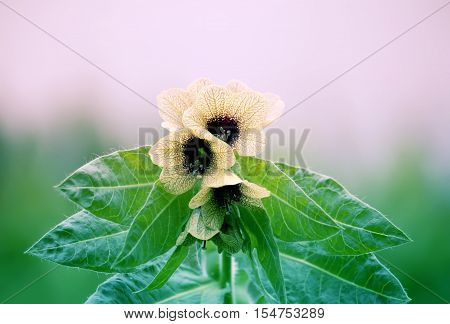 Black Henbane Hyoscyamus Niger Flowers. Vintage Toned Image.