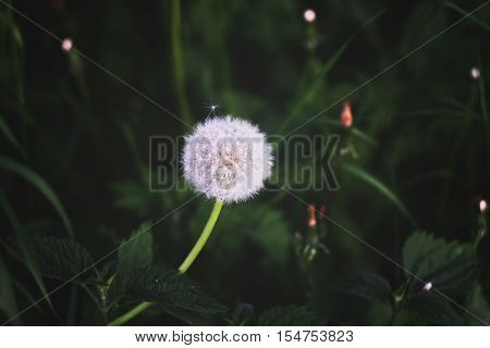 Dandellion flower on green background (focus is on the center of the flower)