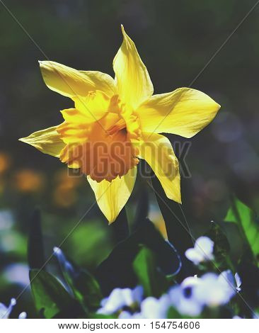 Yellow narcissus flower in the spring garden