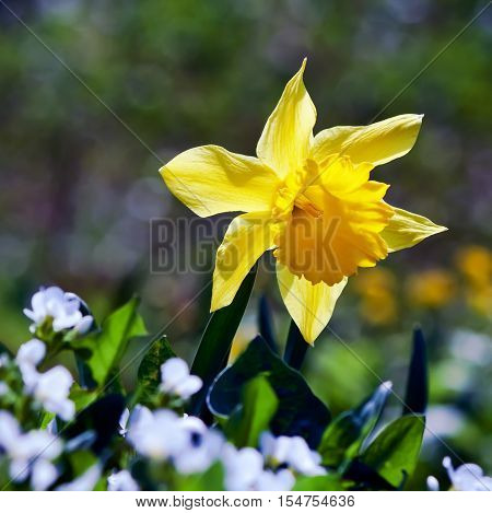 Yellow Narcissus Flower In The Spring Garden