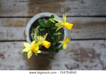 Yellow narcissus flower in the spring garden
