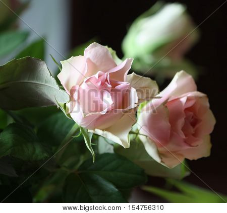 Rose flowers growing in the summer garden