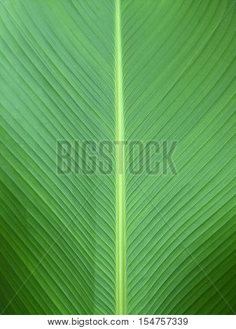 Green banana leaf texture background.Stunning nature created