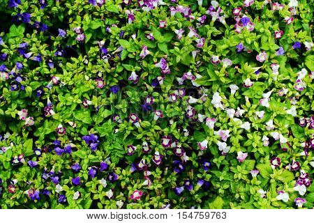 Flower background texture beautiful violet Pink Trumpet Vine Romance