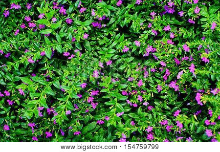 Flower background texture beautiful violet Pink Trumpet Vine Romance