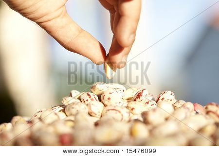 Manos seleccionando un grano (enfoque selectivo)