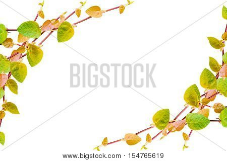 the green creeper plant frame isolated on white background