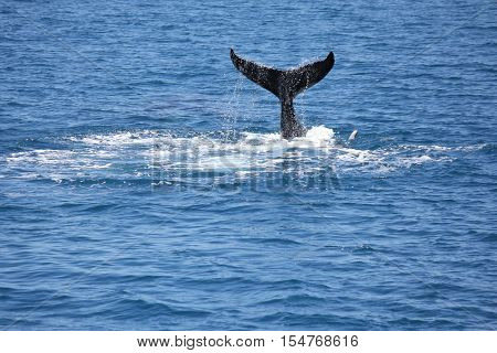 Humpback Whale flapping his tail Hervey Bay Australia