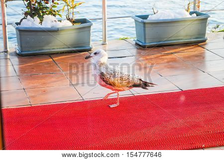 Big Seagull walking on the red carpet