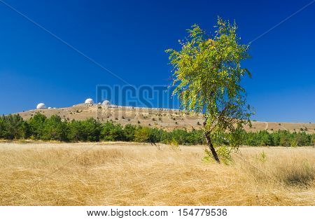 Beautiful autumnal landscape with lonely birch on Ai-Petri mountain tableland in Crimea Ukraine.