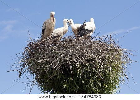 Stork's Nest With Young Storks