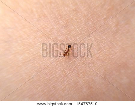Leader ant crawls on the human skin surface.White body skin texture