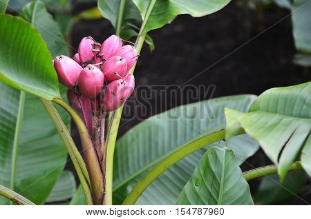 Musa Velutina Banana Tree