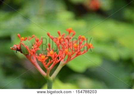 Beautiful Local Thai Herbs, Jatropha Podagrica