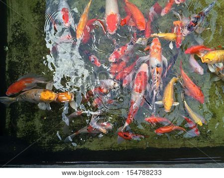 Beautiful and colorful koi fish fancy carps