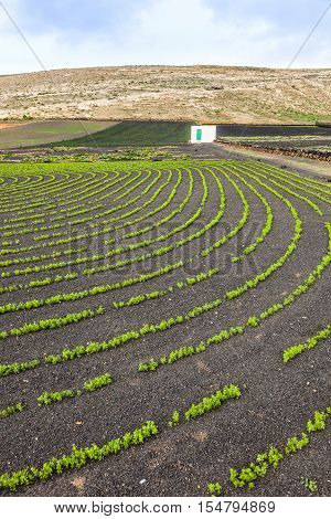 Field With Irrigation System On Volcanic Lapilli