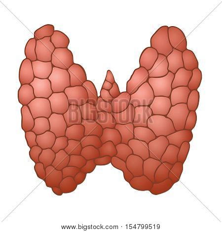 Normal healthy thyroid gland isolated on a white background