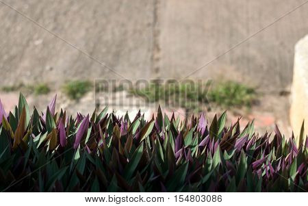 Close up tradescantia spathacea plants in nature garden