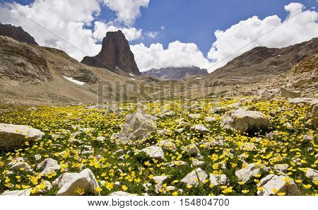 colorful yellow flowers and green grass with stones, and big rock on Background in Turkey mountains, Aladaglar