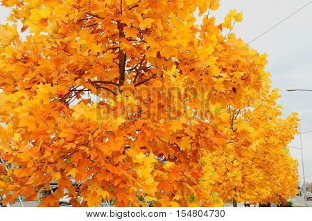 Autumn colors on the city tree .