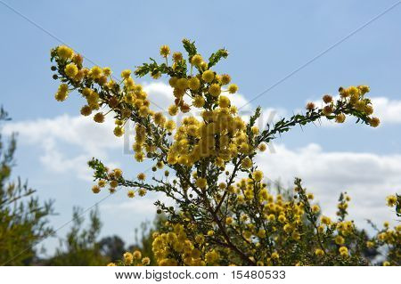 Australske Acacia