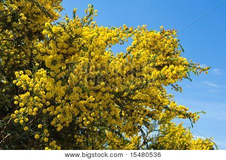 Australske Acacia