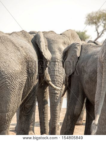 Portrait orientation of three elephants, the one in the middle is flanked by the ears of the other two as if in conversation