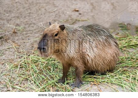 Capybara Hydrochoerus hydrochaeris sitting on the grass ground.