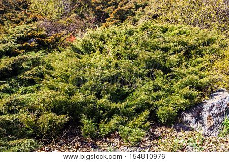 Branches of juniper with scale-like leaves near the gray stone.