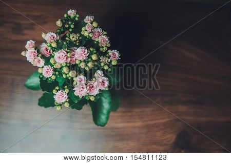 pink flower with green leaf stand on brown board