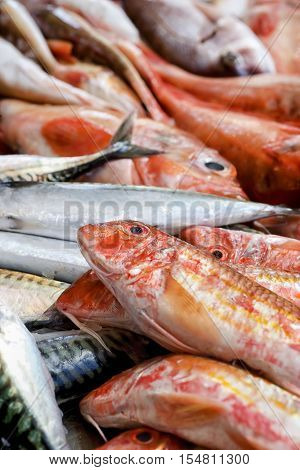 A close-up of fish counter. Different kinds of sea fish on a fish market