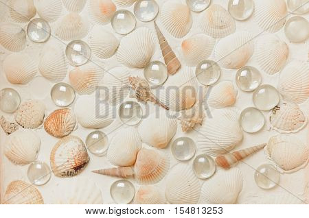 lot cockleshells arranged in a row with marbles