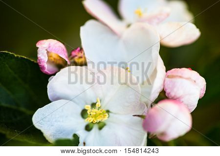 Close up of the pear tree flowers.