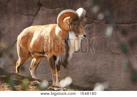Borrego cimarrón