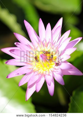 Multicolored flowers lilies grow in the water Thailand. Southeast Asia