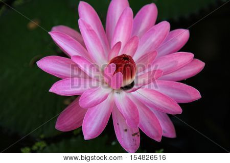 Multicolored flowers lilies grow in the water Thailand. Southeast Asia