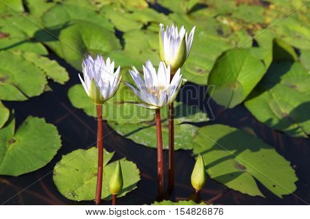 Multicolored flowers lilies grow in the water Thailand. Southeast Asia