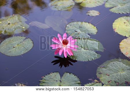Multicolored flowers lilies grow in the water Thailand. Southeast Asia