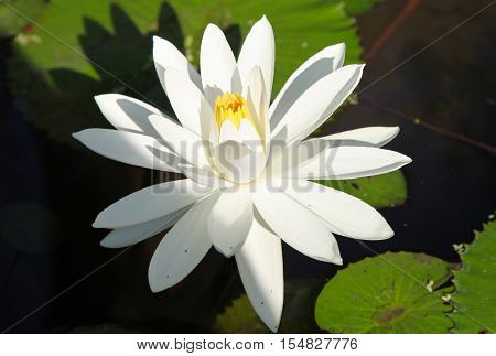 Multicolored flowers lilies grow in the water Thailand. Southeast Asia