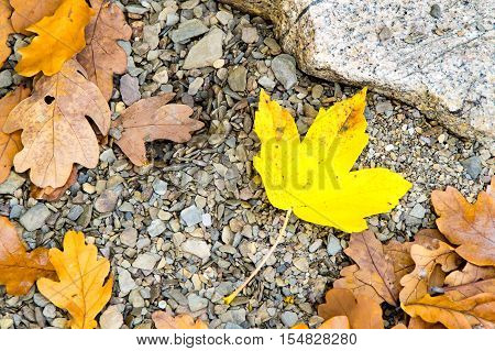 The little yellow Leave at the Ground 1