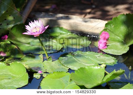 Multicolored flowers lilies grow in the water Thailand. Southeast Asia
