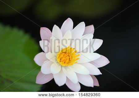 Multicolored flowers lilies grow in the water Thailand. Southeast Asia