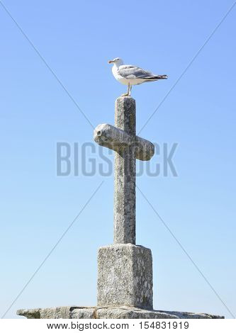 Seagull on stone cross in Bayona Galicia Spain.
