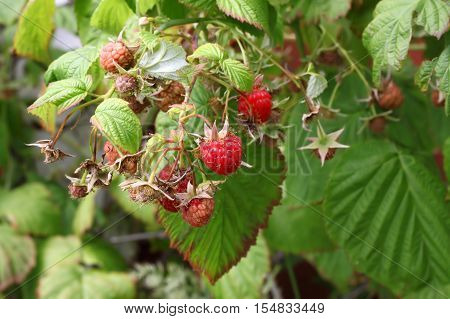 Closeup branch of raspberries in a summer garden
