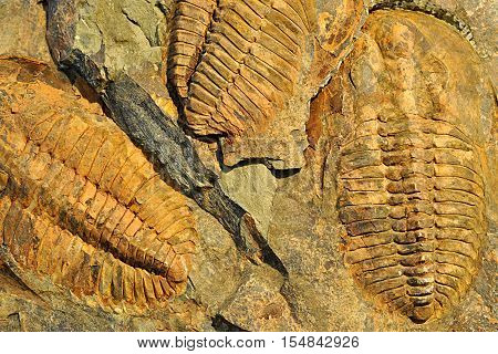 Detailed view of a fossil prehistoric fosilli