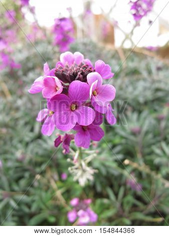 close up of the Beautiful purple garden flower erysimum