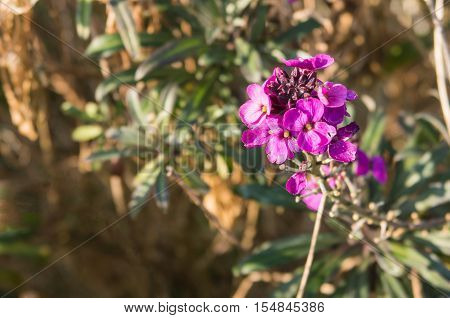 The beautiful purple flower Erysimum Bowles Mauve
