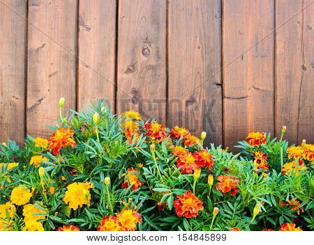 Marigolds in front of the brown wooden fence.