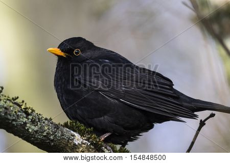 Blackbird (turdus Merula)