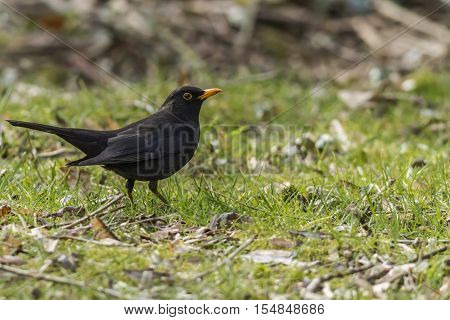 A blackbird on the ground is searching for fodder
